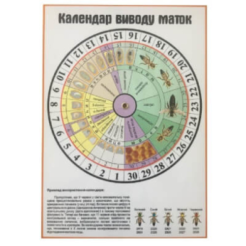 Календар виведення маток